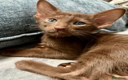 Oriental cats for sale: Oriental and Siamese kittens GCCF reg - Image 13