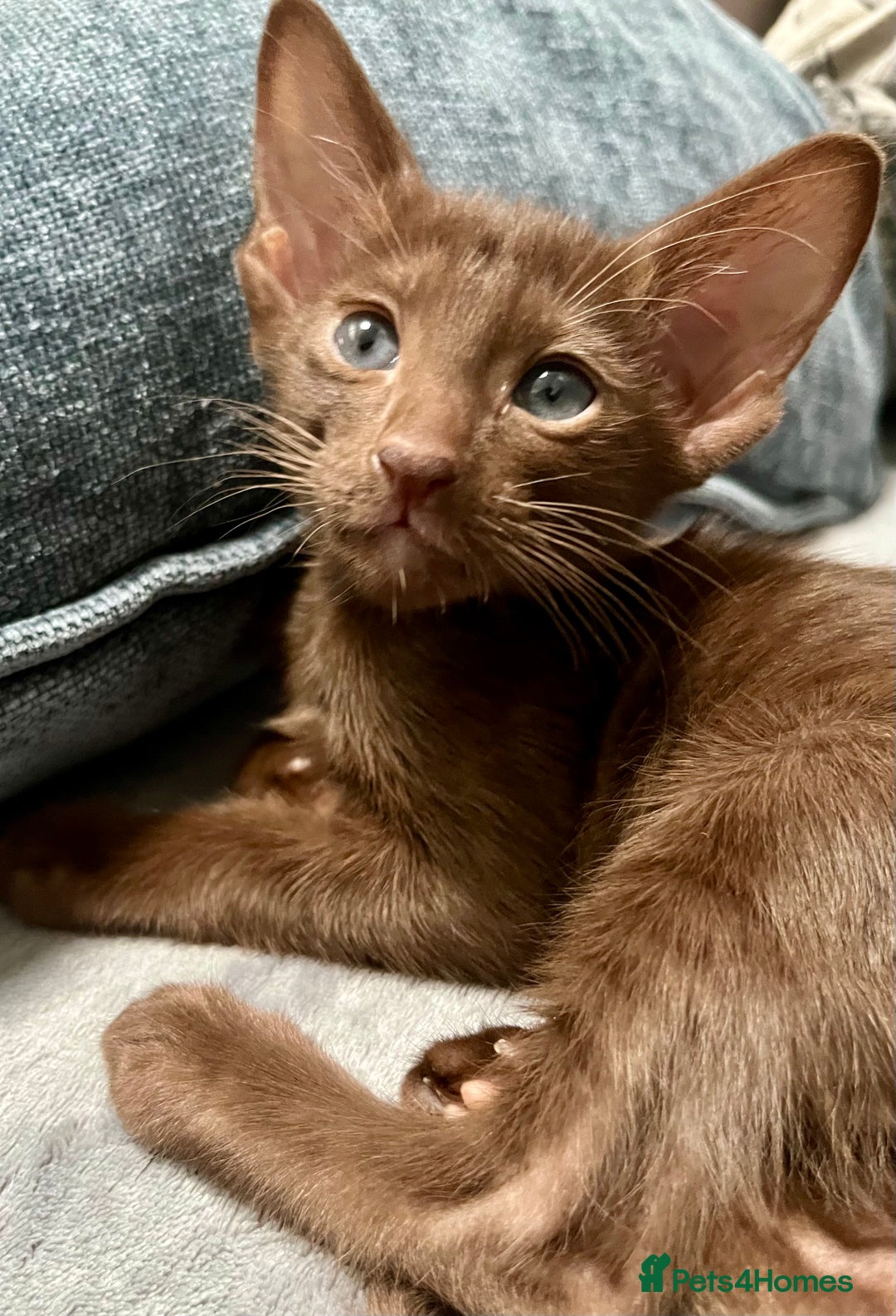 Oriental cats for sale: Oriental and Siamese kittens GCCF reg - Image 13