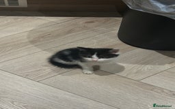 British Shorthair cats for sale: Black & White Kitten - Image 1