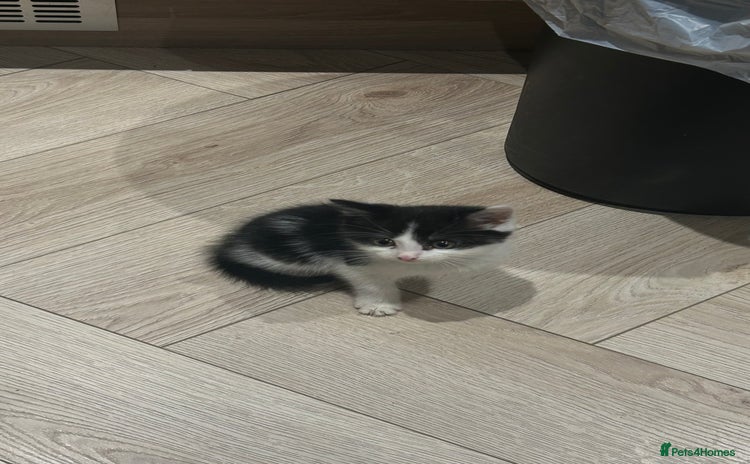 British Shorthair cats - Advert 6