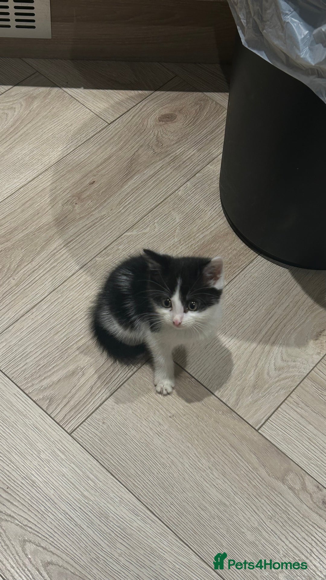 British Shorthair cats for sale: Black & White Kitten - Image 1