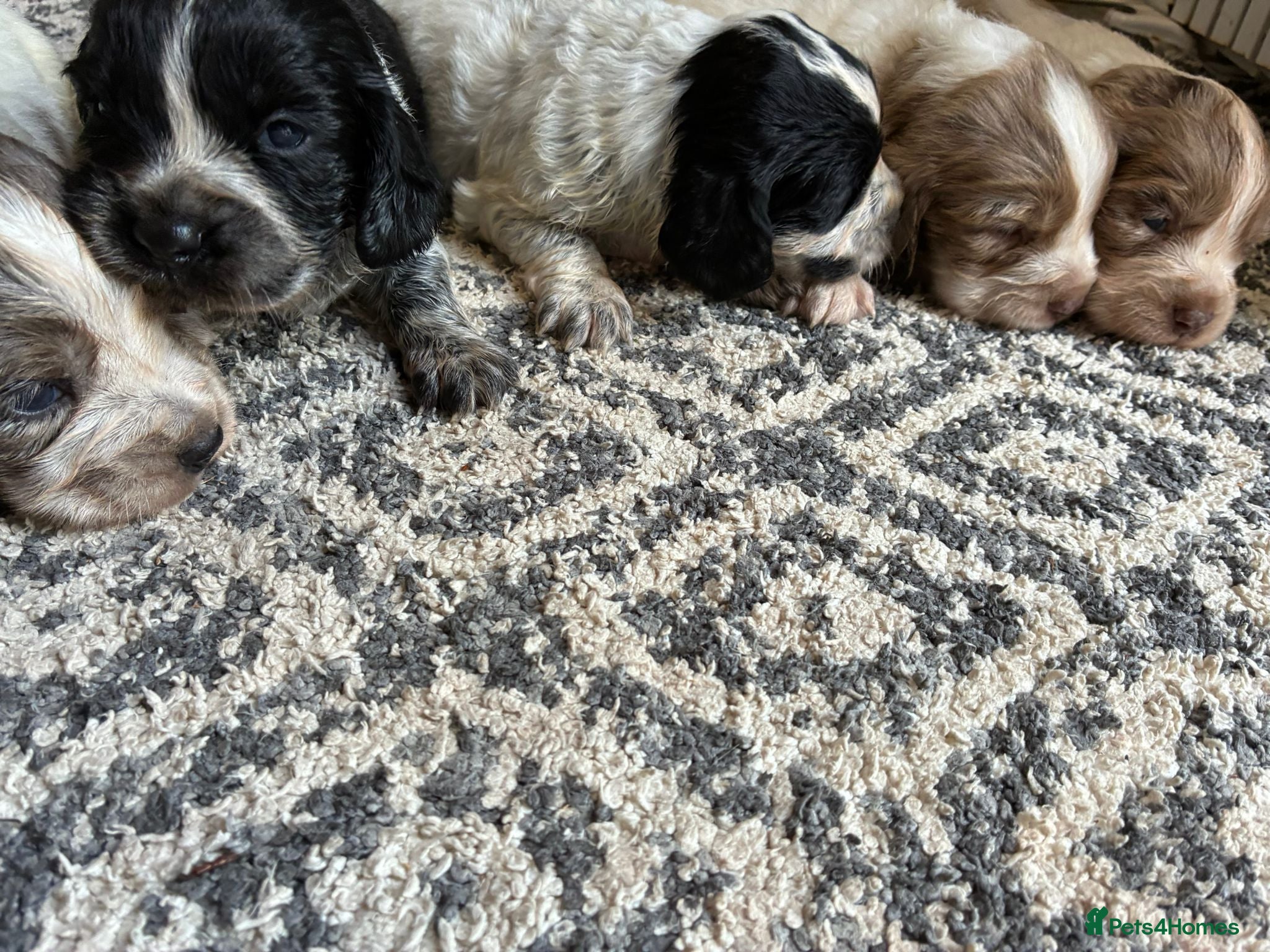 Cocker Spaniel dogs Beautiful Cocker spaniel puppies for sale  - Advert 2