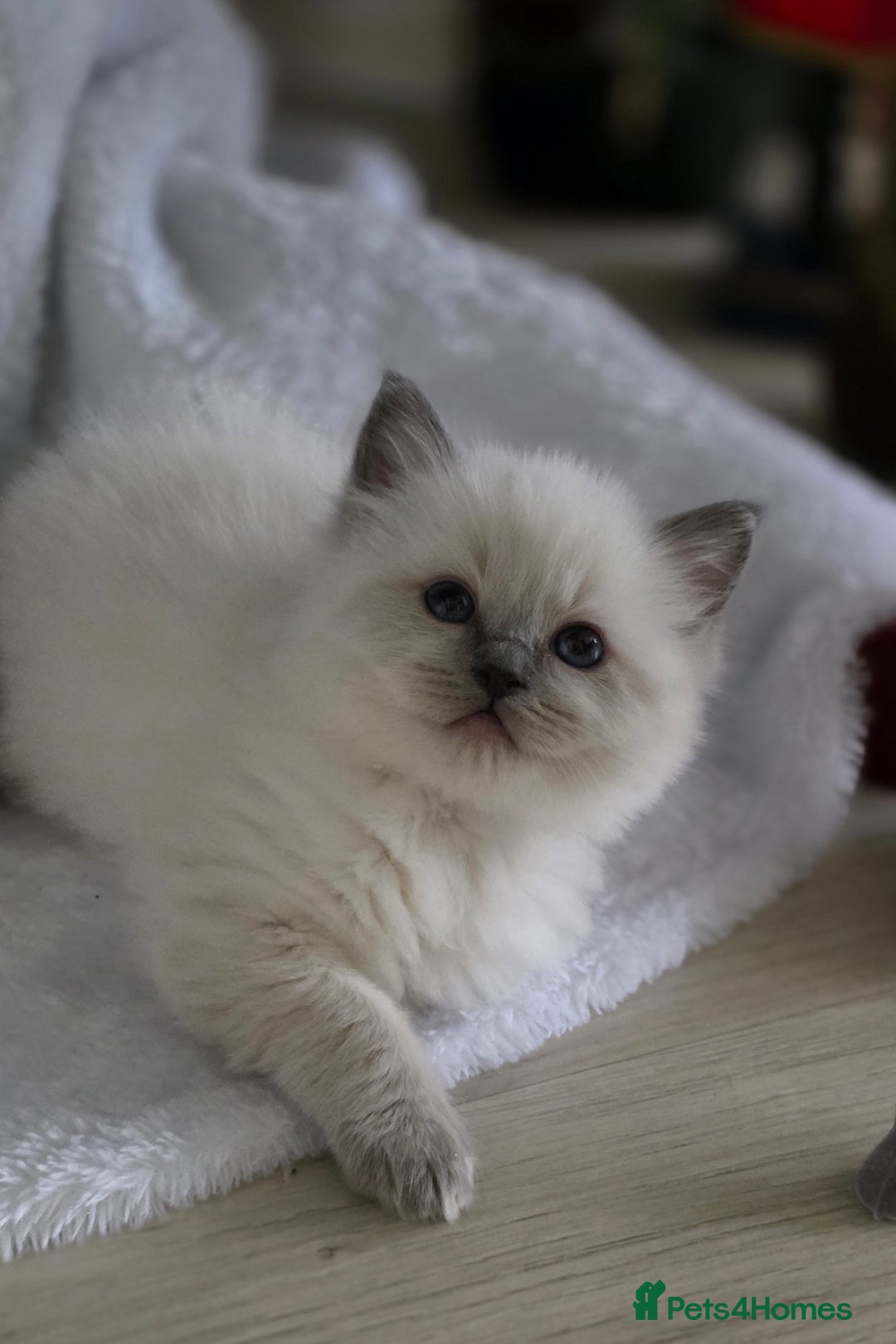 Ragdoll cats for sale: Ragdoll Blue Point Male Kitten - Advert 8