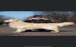 Golden Retriever dogs for sale: INTERNATIONAL PEDIGREE MOST HEALTH TESTED LITTER. - Image 1
