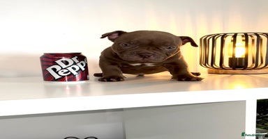 American Bully dogs - Advert 16