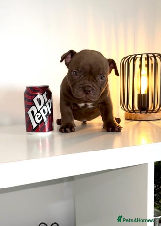 American Bully dogs - Advert 1