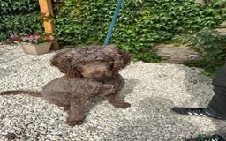 Mixed Breed dogs for adoption: Iris  - Image 6