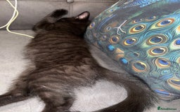 Oriental cats for sale: Last black smoke boy available now - Image 3