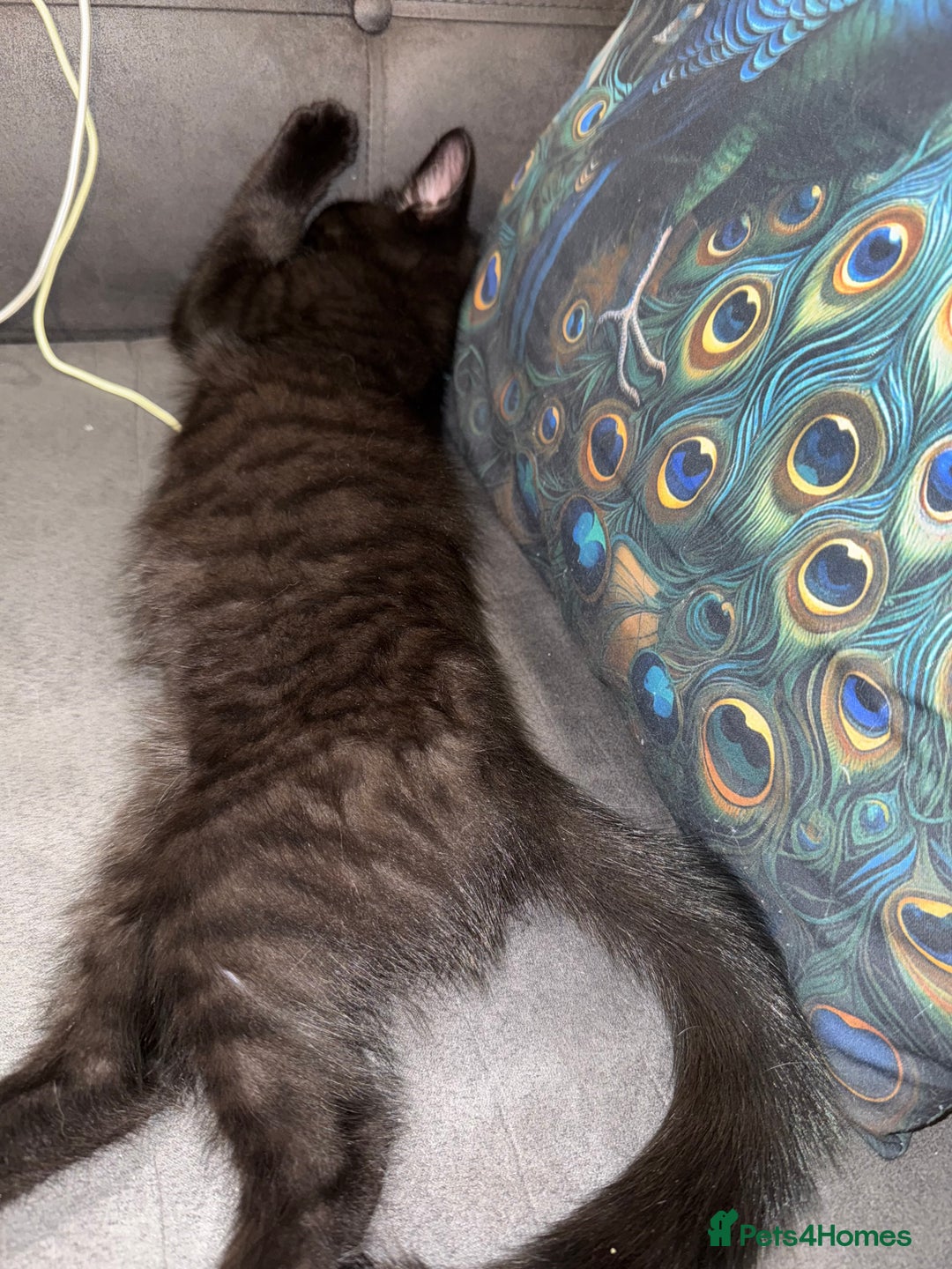 Oriental cats for sale: Last black smoke boy available now - Image 3