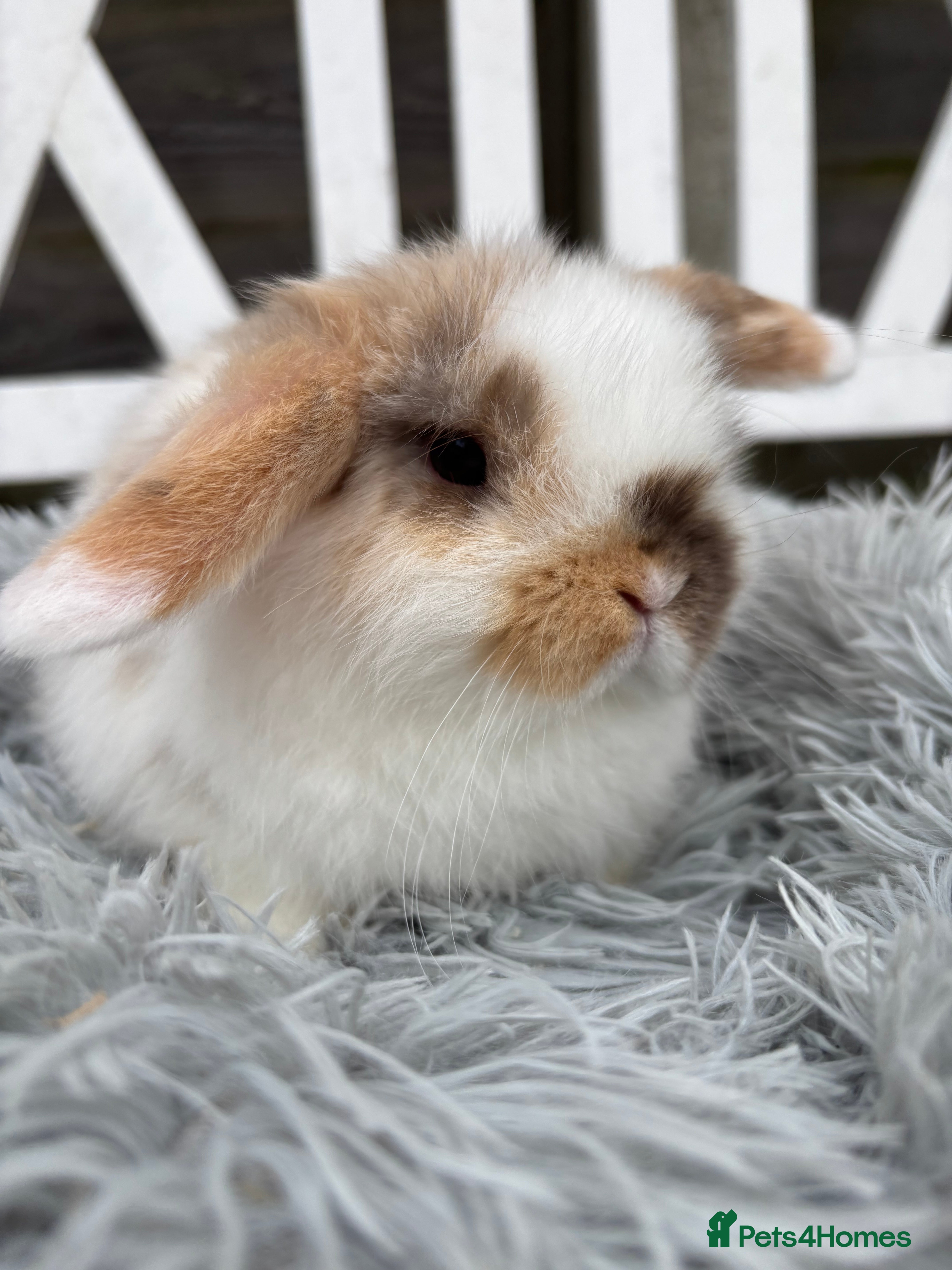 Mini Lop rabbits  Adorable Mini Lop Boy  - Advert 1