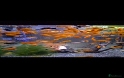 Killifish fish for sale: the fish that are in the photo Read the descriptio - Image 11