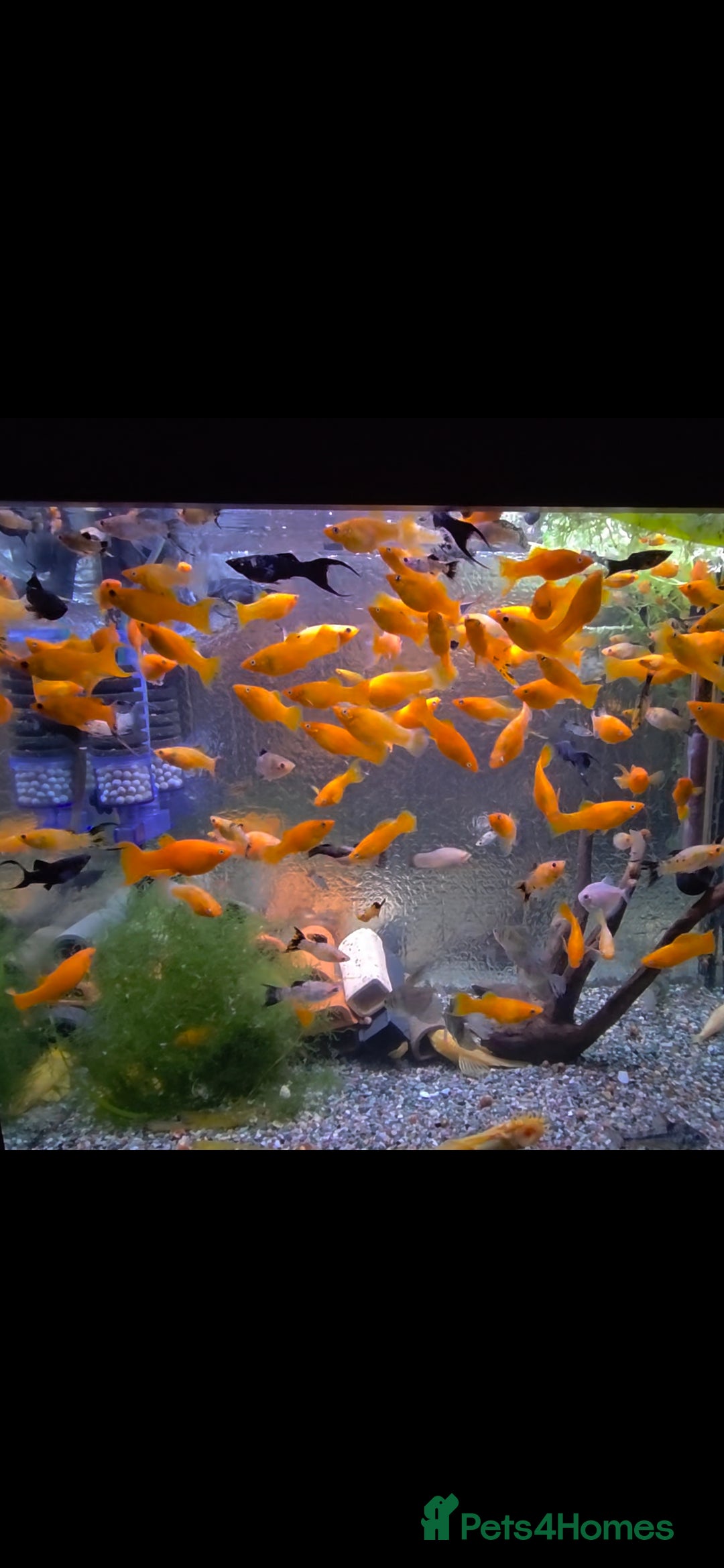 Killifish fish for sale: the fish that are in the photo Read the descriptio - Image 11