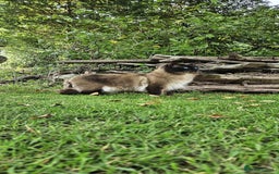 Ragdoll cats for sale: Male Ragdoll Cat 3 years old - Image 2