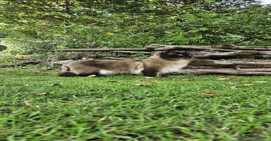 Ragdoll cats - Advert 1