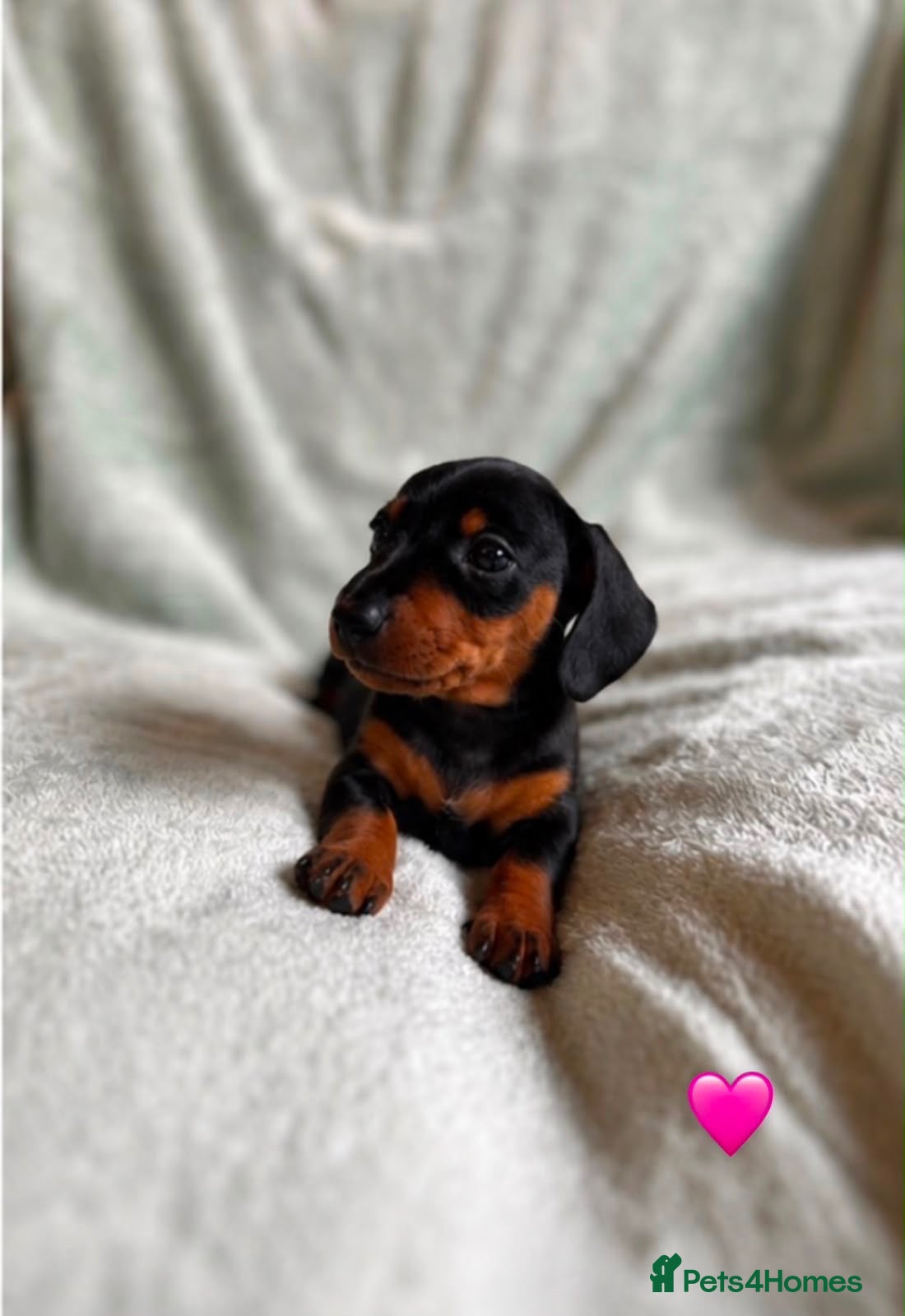Miniature Dachshund dogs 🐾exceptional KC REGISTERED PRA clear  - Advert 2