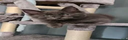 Maine Coon cats for sale: 💖💙Beautiful Ragcoons Ready Today💙💖 - Advert 21