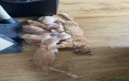 Maine Coon cats for sale: Maine Coon Cross Kittens  - Image 29