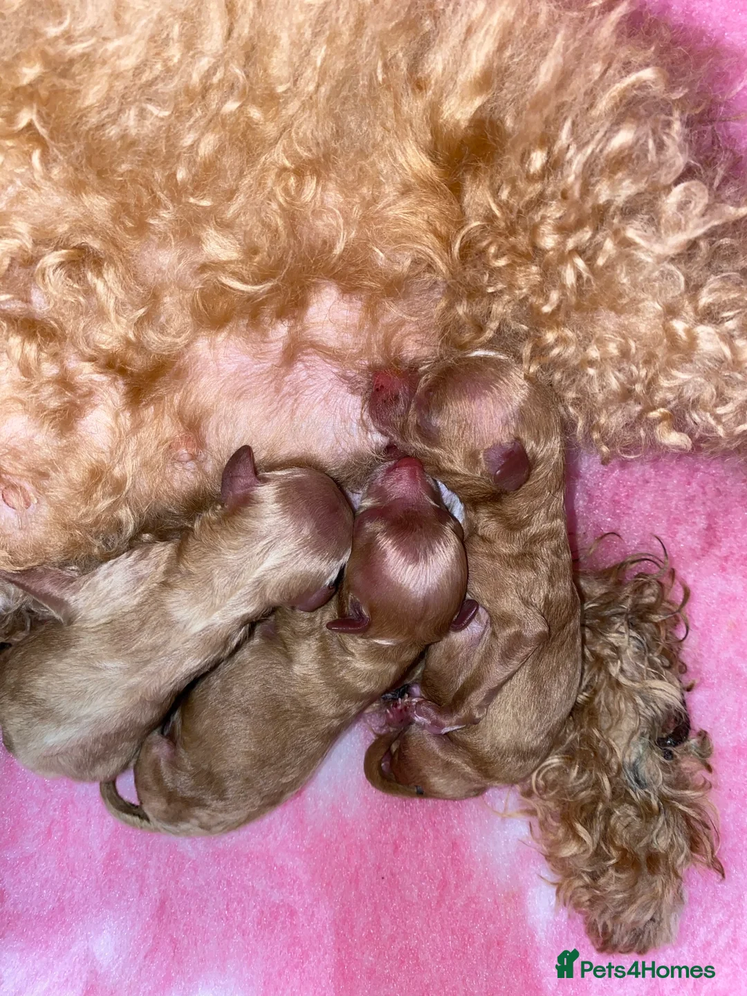 Toy Poodle dogs for stud:  **  Asian KC Toy Poodle for Stud DNA tested in Rickmansworth - Advert 19
