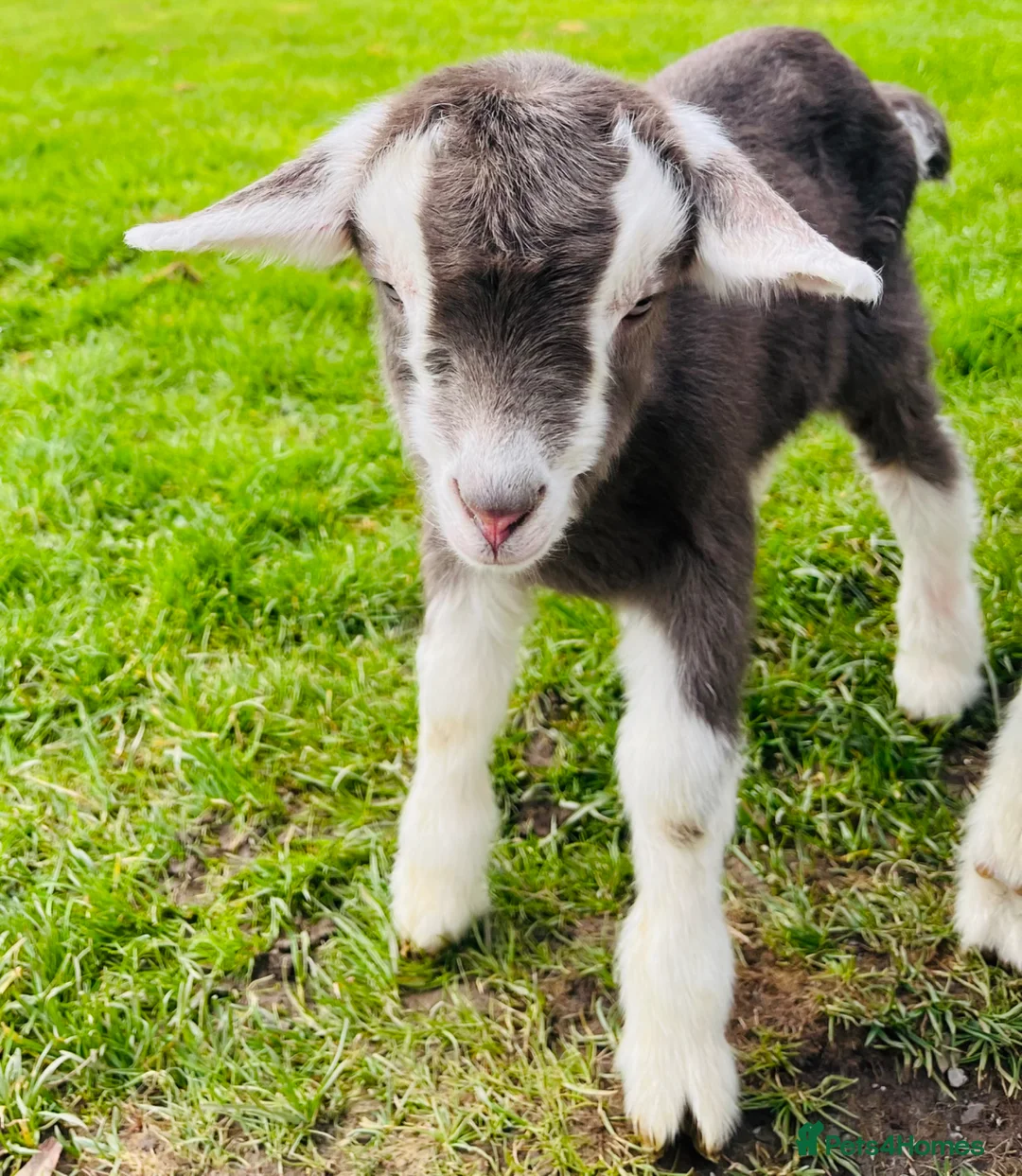 Goats livestock for sale: Beautiful Friendly Goat kids For Sale - Advert 2