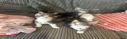 Mixed Breed cats for sale: Kittens ready leave ASAP - Advert 3