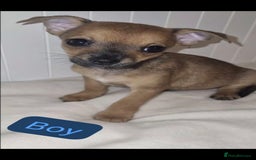 Chihuahua dogs for sale: Chihuahua puppies - Image 3