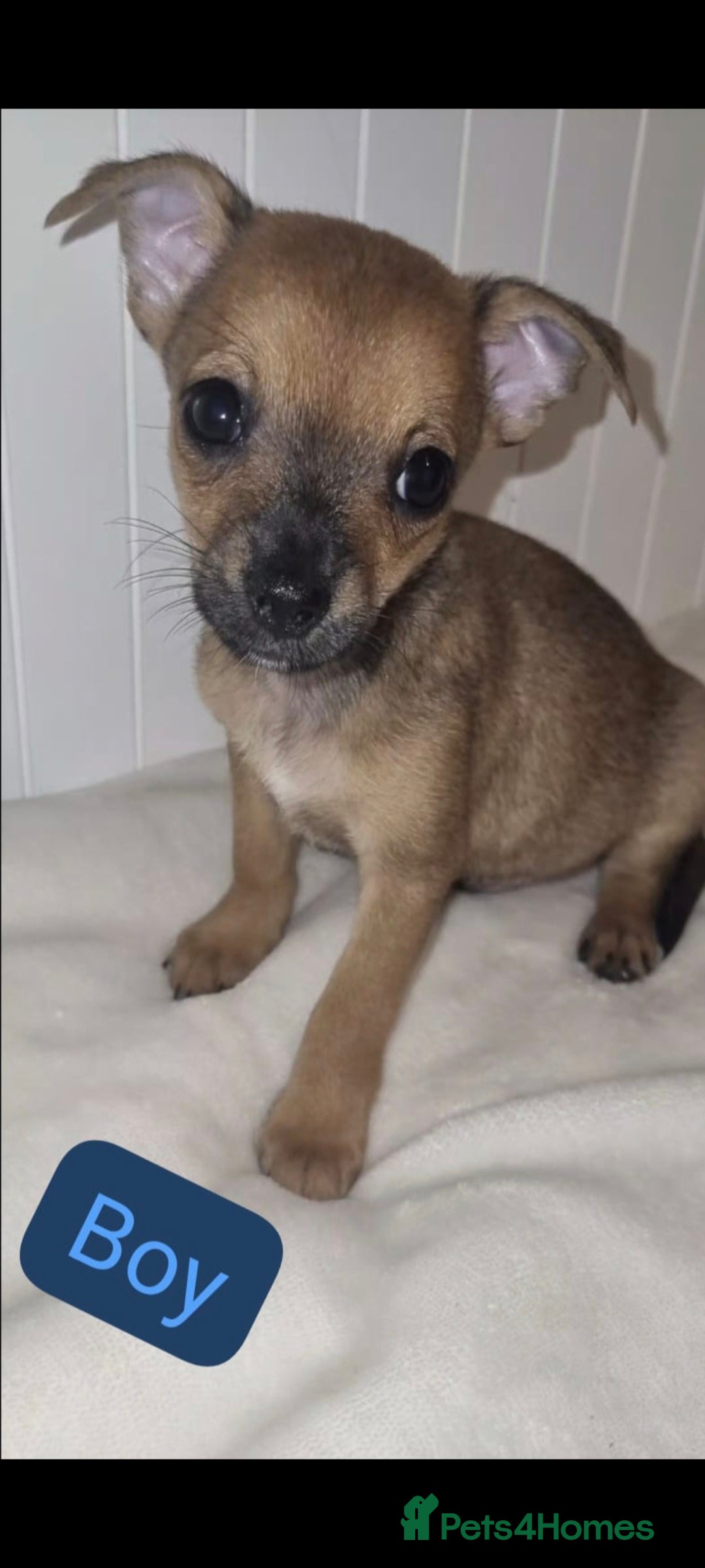 Chihuahua dogs for sale: Chihuahua puppies - Image 3