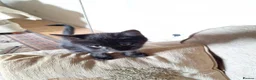 British Shorthair cats for sale: 6 Beautiful black kittens in Kirkby Stephen - Advert 6