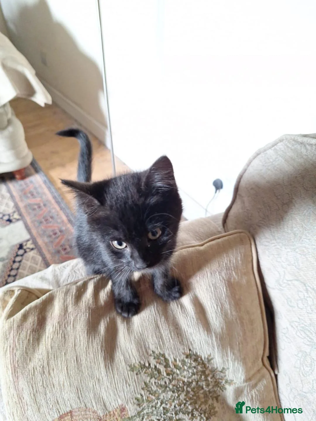 British Shorthair cats for sale: 6 Beautiful black kittens in Kirkby Stephen - Advert 6
