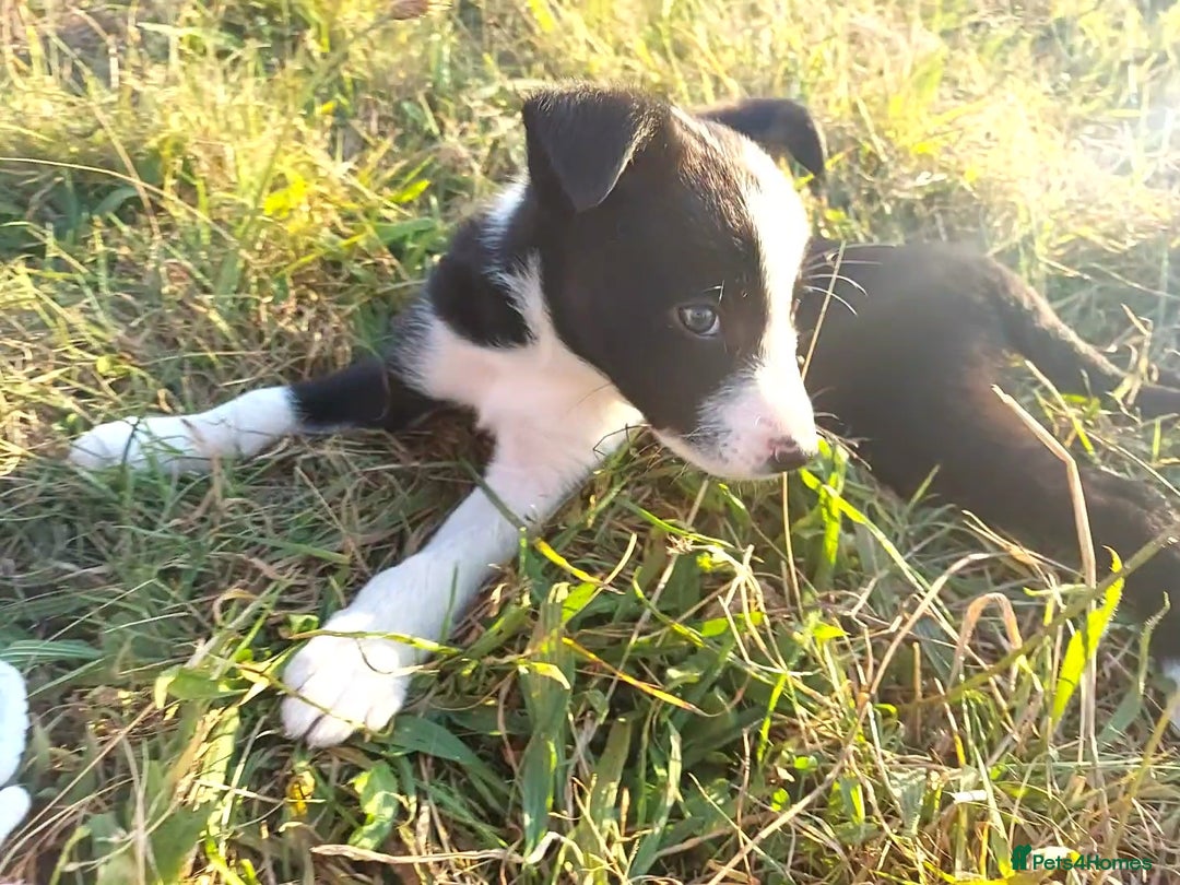 Border Collie dogs for sale: Working Border Collies Puppies - Image 6