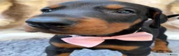 Dobermann dogs for sale: KC REG HEALTH TESTED EUROPEAN DOBERMAN PUPPIES - Advert 18