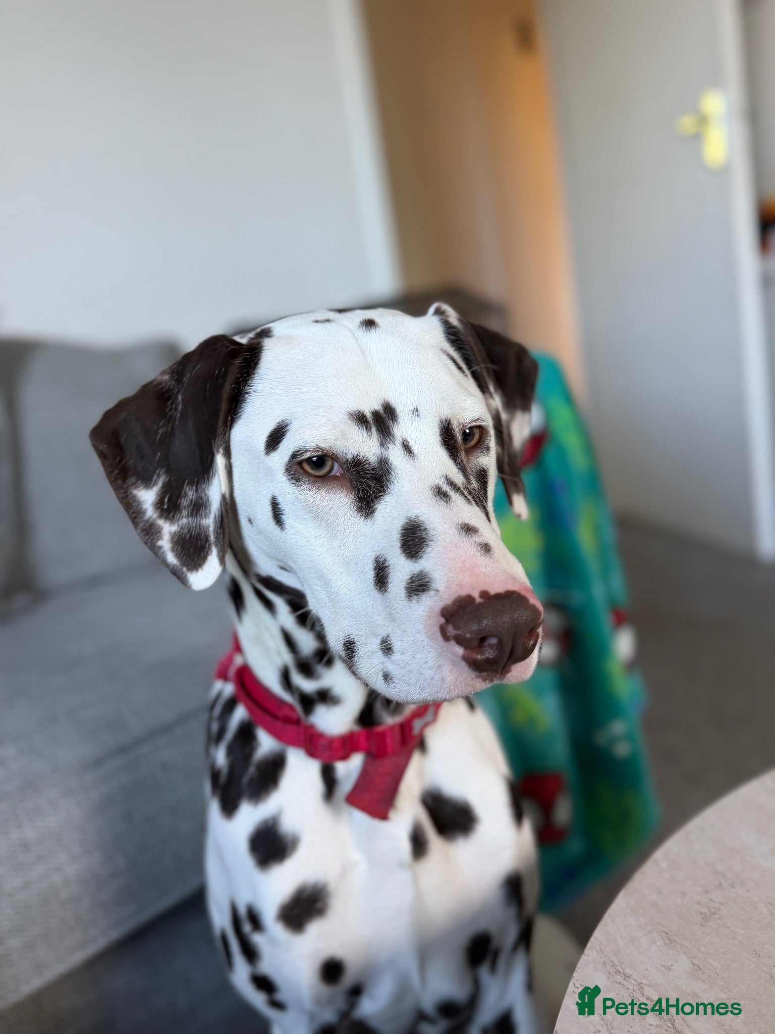 Dalmatian dogs Dalmatian male - Advert 1