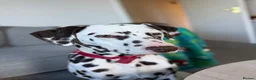 Dalmatian dogs for sale: Dalmatian male in Dundee - Advert 1
