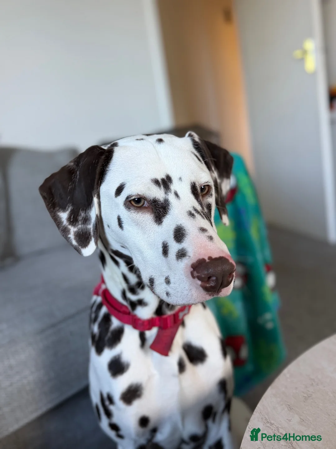 Dalmatian dogs for sale: Dalmatian male in Dundee - Advert 1