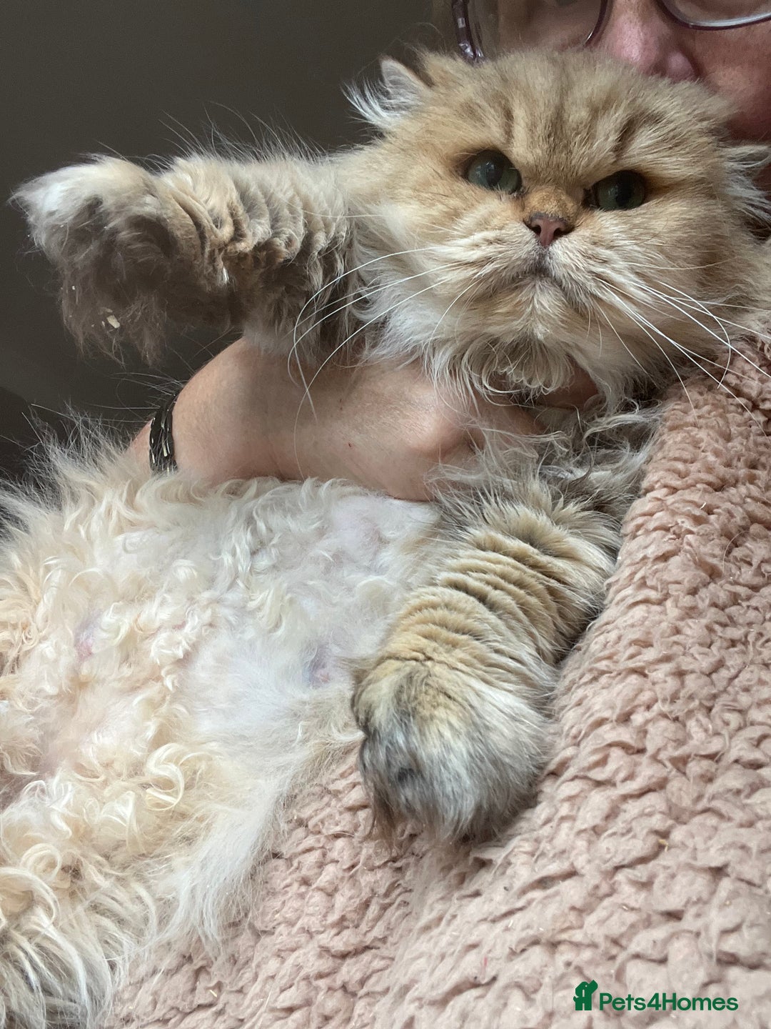 British Longhair cats for sale: Adult British Longhairs - Advert 4