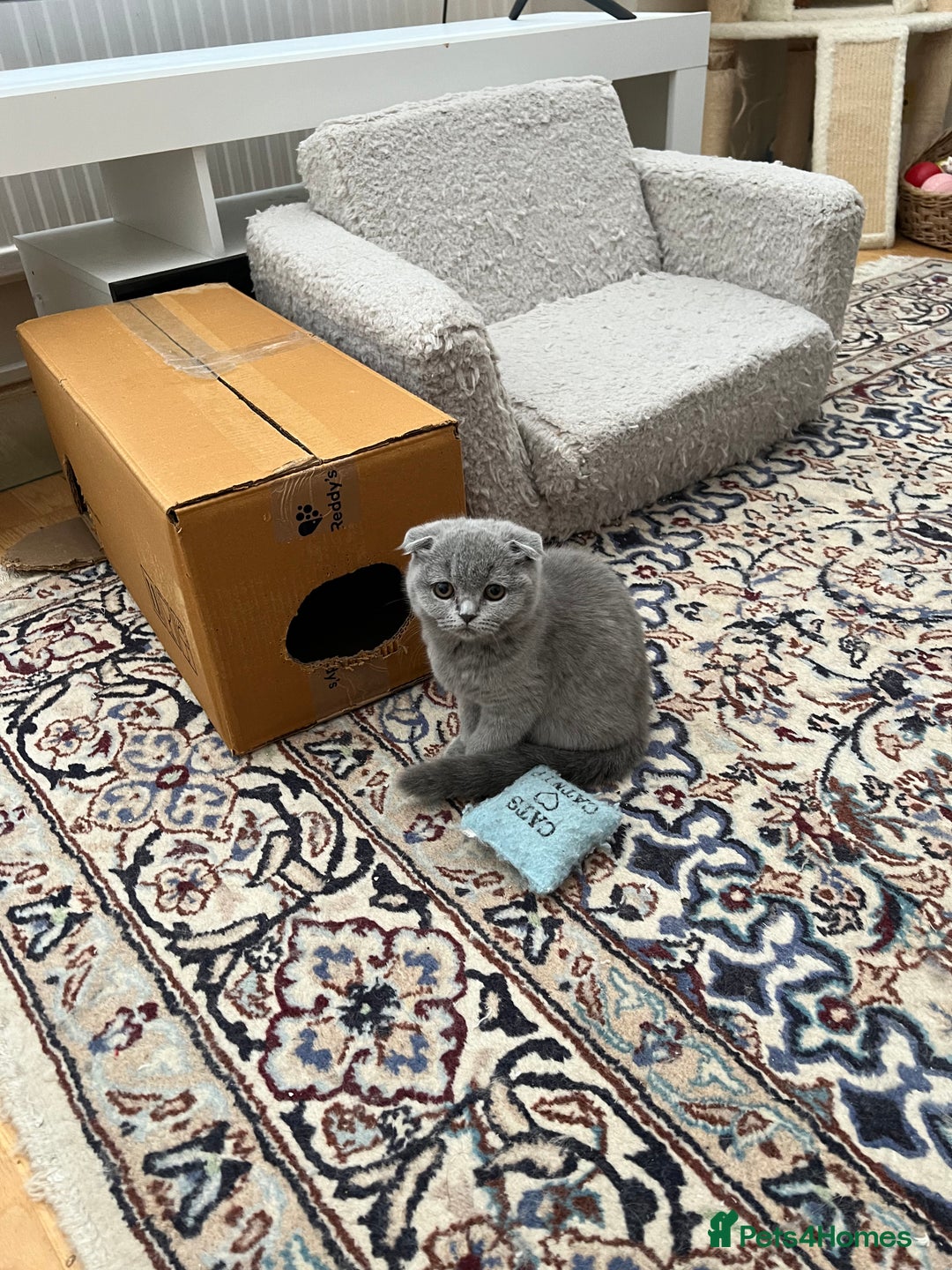 Scottish Fold cats for sale: Kittens for sale  - Image 14