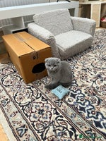 Scottish Fold cats - Advert 3