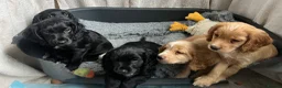 Cocker Spaniel dogs for sale: KC reg. Working Cocker Spaniel Pups  - Advert 4