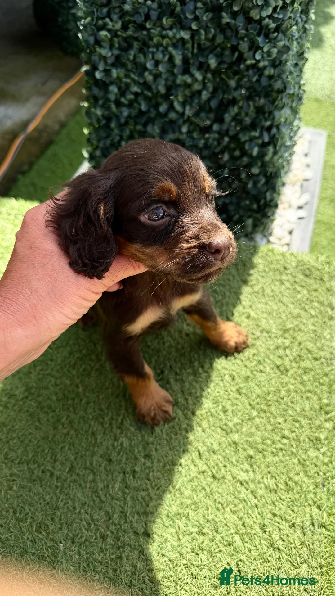 Cocker Spaniel dogs for sale: Cocker Spaniel puppies - Advert 2