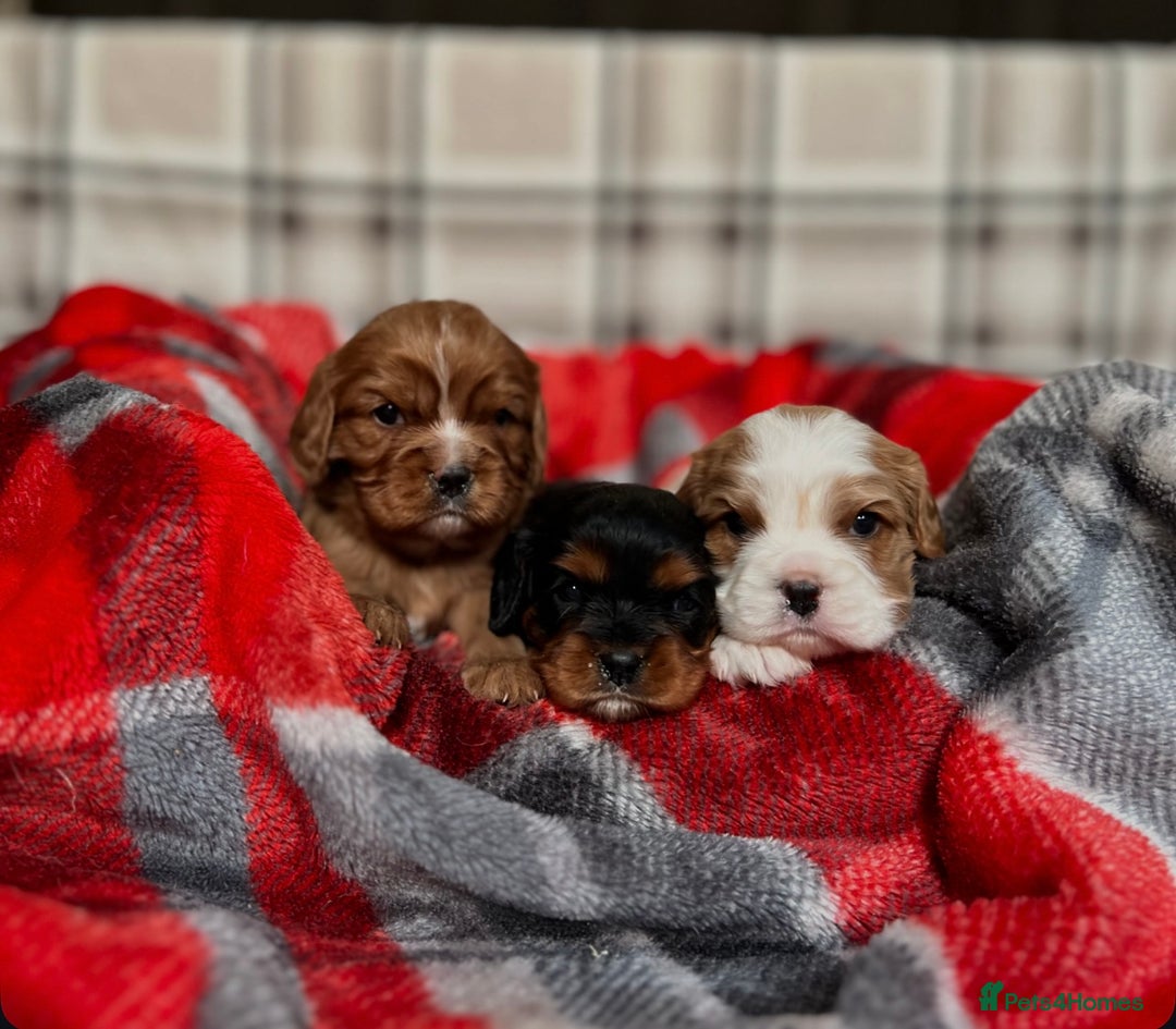 Cavalier King Charles Spaniel dogs for sale: STUNNING CAVALIER KING CHARLES PUPPIES  - Advert 3