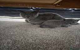 British Shorthair cats for sale: British short hair kittens - Image 1