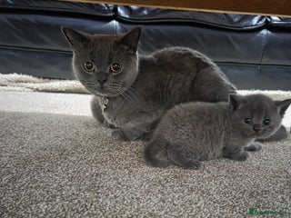 British Shorthair cats for sale - Advert 1