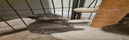 Maine Coon cats for sale: Last 2 GIRLS - Maine Coon X Ragdoll Kittens - Advert 21