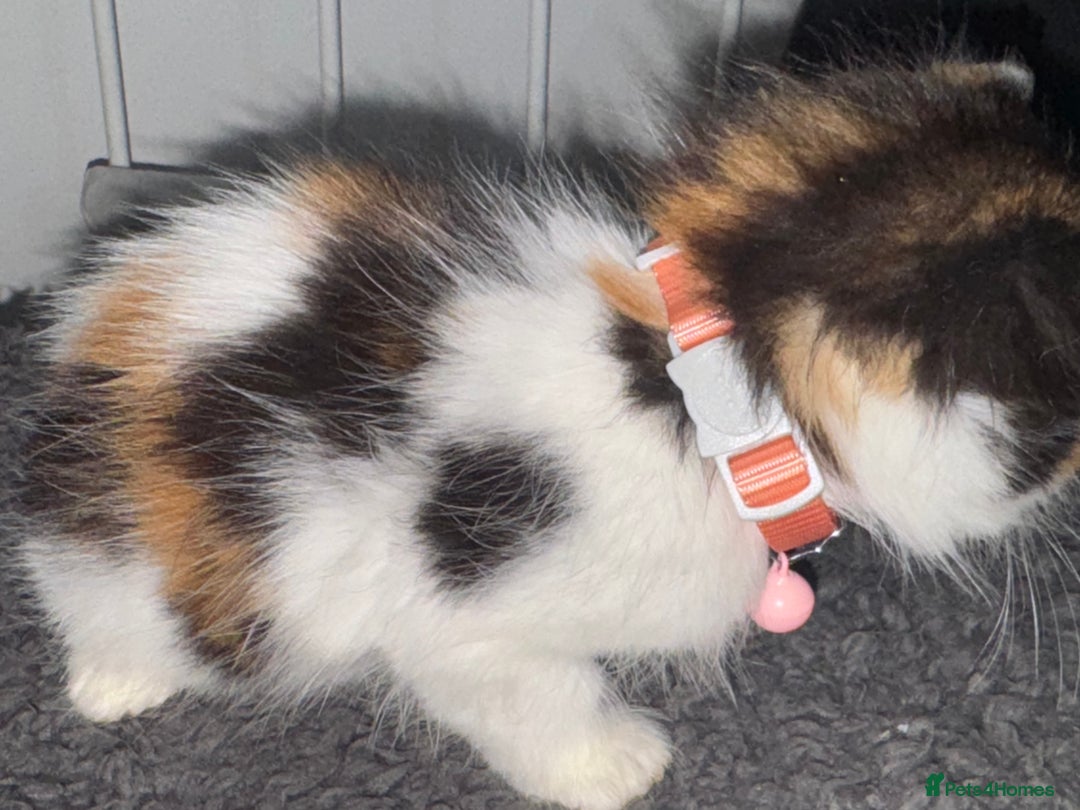 Mixed Breed cats for sale: Calico kittens semi long hair  - Image 3