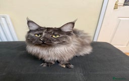 Maine Coon cats for sale: HURRY!! 10-MONTH-OLD MAINE COON KITTENS FOR SALE🐱 - Image 20