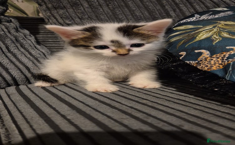 Mixed Breed cats - Advert 1