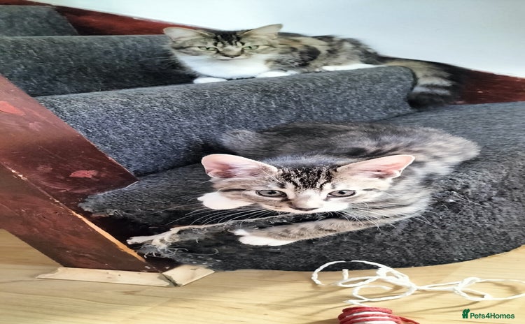 Toybob cats - Advert 3