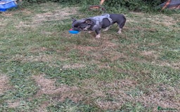 French Bulldog dogs for sale: French bulldog Teddy needs a new home - Image 5