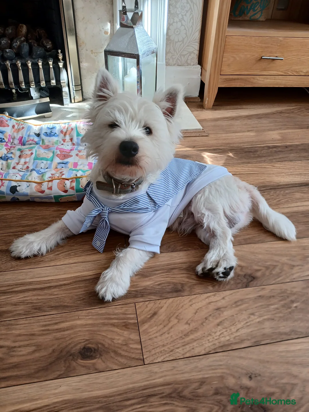 West Highland Terrier dogs for stud: Westhighland terrier  stud only - Advert 2