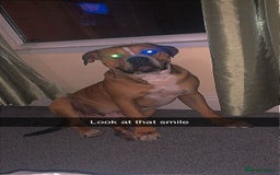 Alapaha Blue Blood Bulldog dogs for sale: Bruno - Image 3