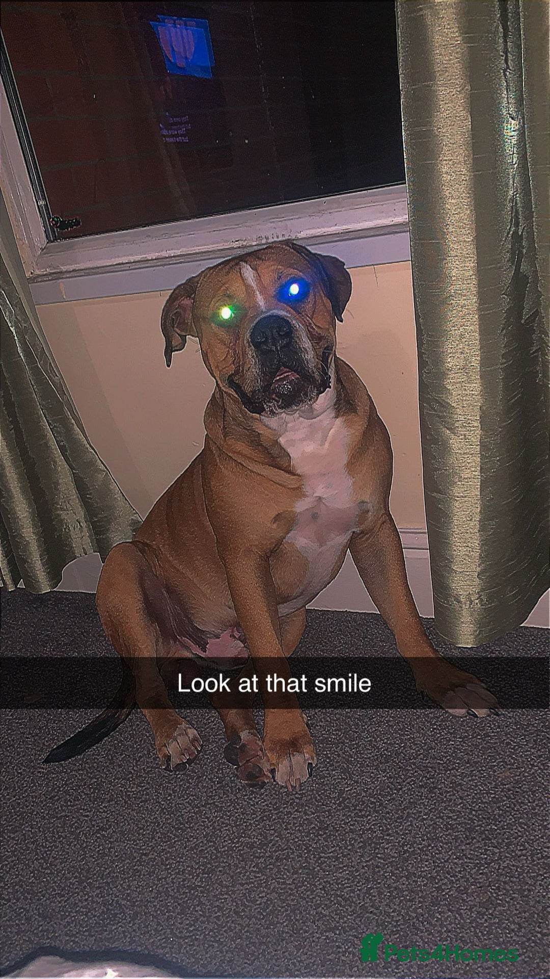 Alapaha Blue Blood Bulldog dogs for sale: Bruno - Image 3